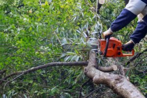 Emergency Tree Services