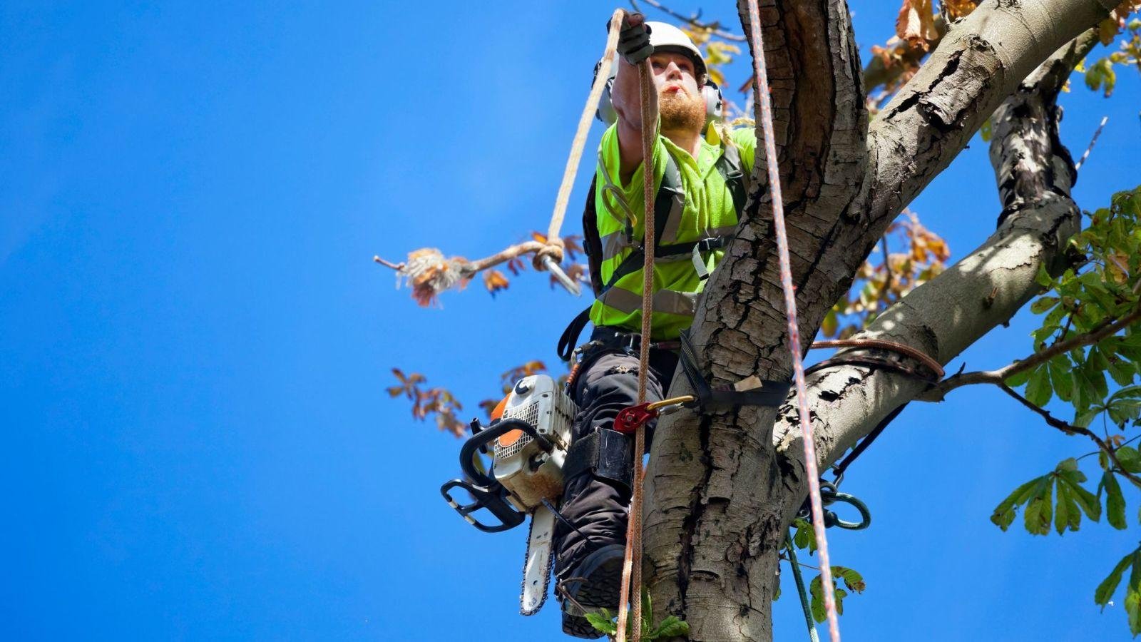 How Stump Grinding Can Improve Your Landscape