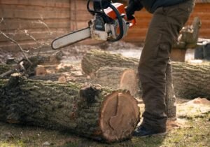 Tree Surgeons Portsmouth