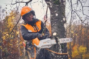 Tree Surgeons Portsmouth