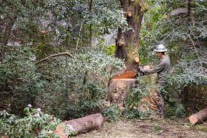 Tree Surgeons Portsmouth
