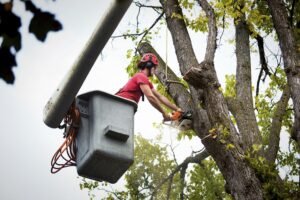 Tree Surgeons Portsmouth