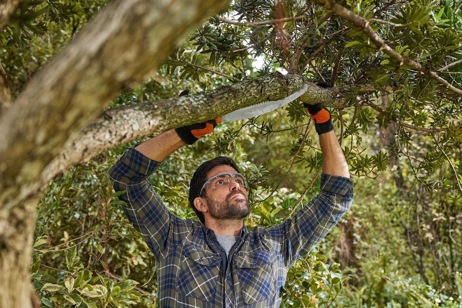Crown Reduction vs Crown Thinning: Which Service Does Your Tree Need?