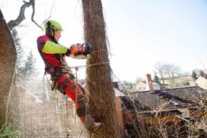 Tree Removal