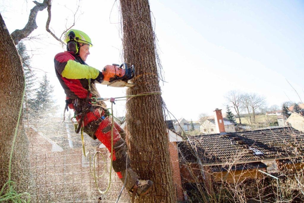 Why Tree Removal Is Sometimes the Best Solution