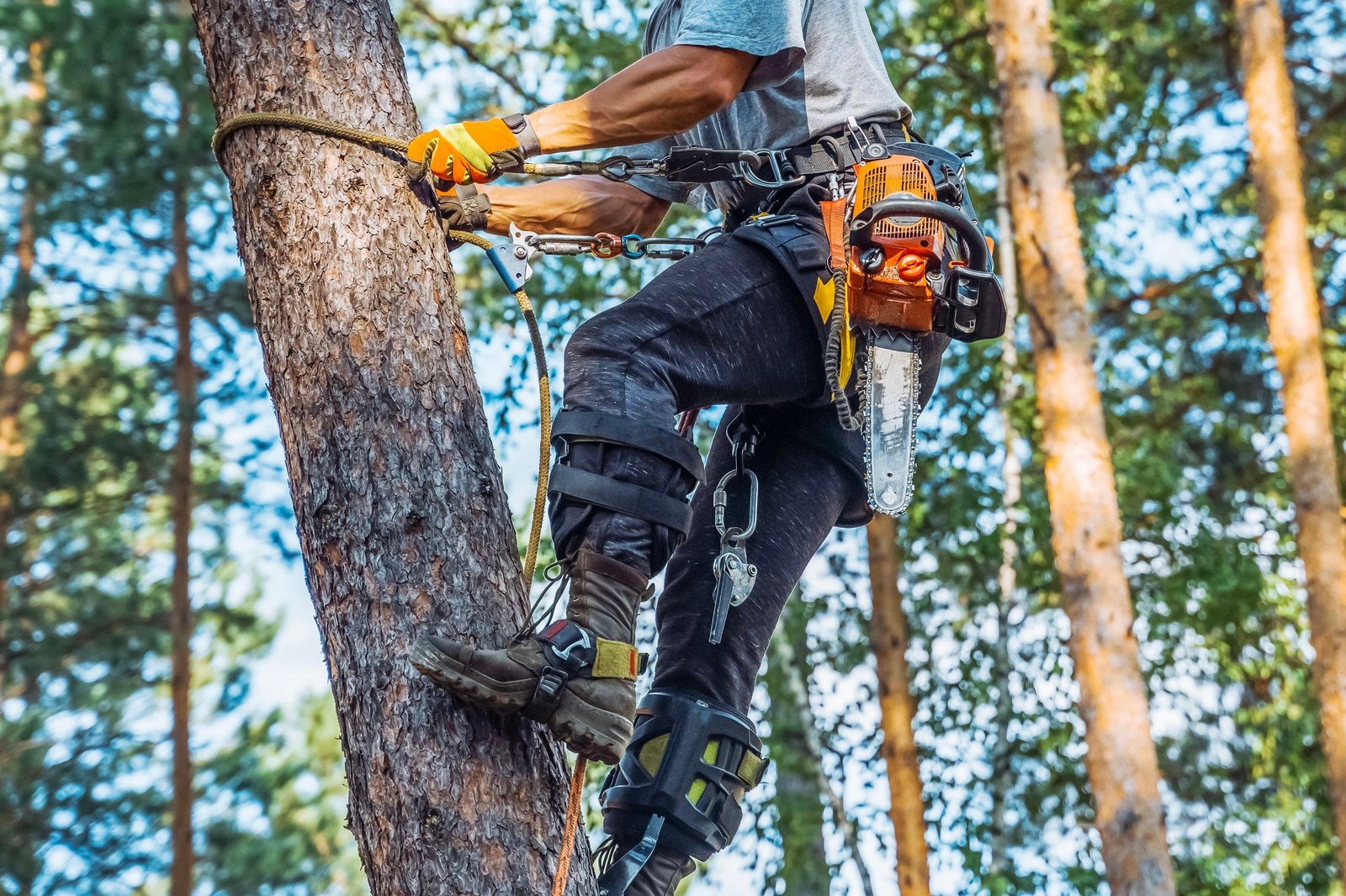5 Signs Your Trees Need Professional Pruning