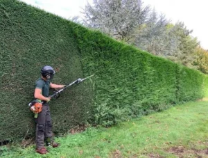 Hedge Trimming
