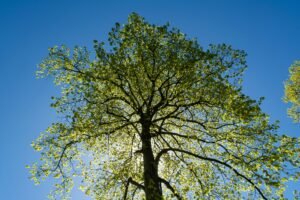 Crown Thinning